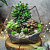 Флорариум Дивный сад - миниатюра