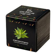 Набор для выращивания Small village cube Агава Благородная