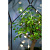 Флорариум Вяз в стеклянном саду - миниатюра - рис 3.