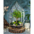 Флорариум Вяз в стеклянном саду - миниатюра
