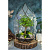 Флорариум Вяз в стеклянном саду - миниатюра - рис 2.