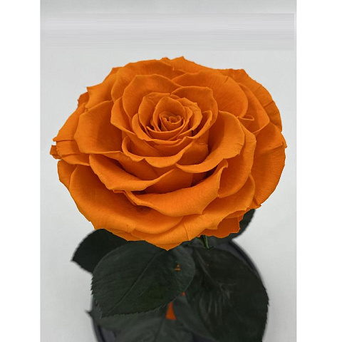 Оранжевая роза в колбе (большая) - рис 3.
