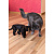 Конструктор 3D из дерева "Механический Черный Кот (Кошка)" - миниатюра - рис 2.