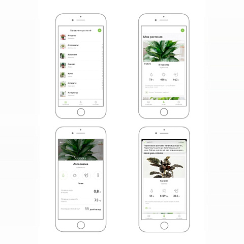 myPot с растением Фикус лирата - рис 2.