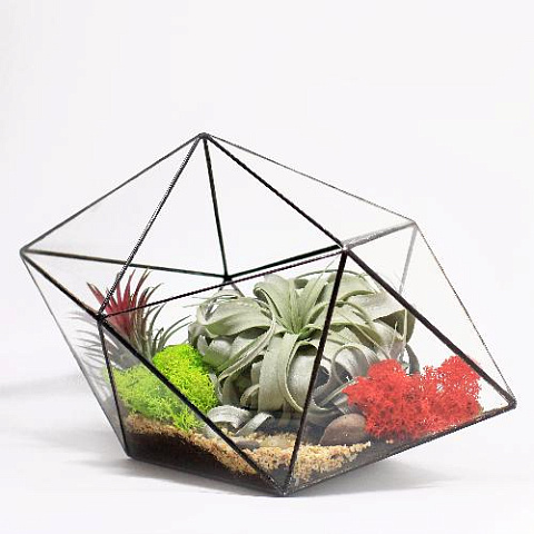 Сад в стекле “Дремучий лес”